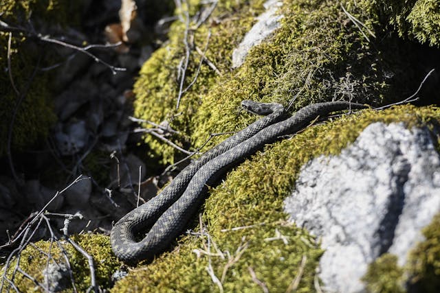 Nu Har Ormarna Vaknat Sa Farligt Ar Det Att Bli Biten