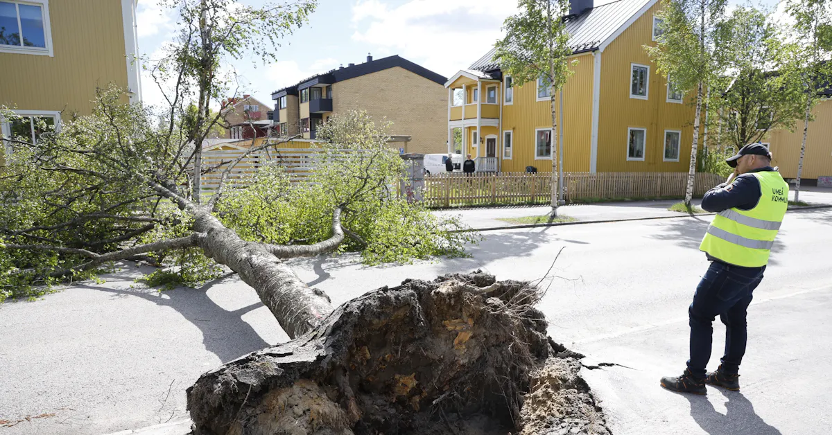 Stort träd slets upp – och blåste omkull i centrala Umeå