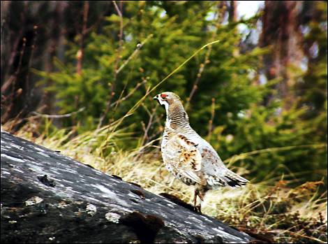 Pipa hjälper i jakten på välsmakande fågel