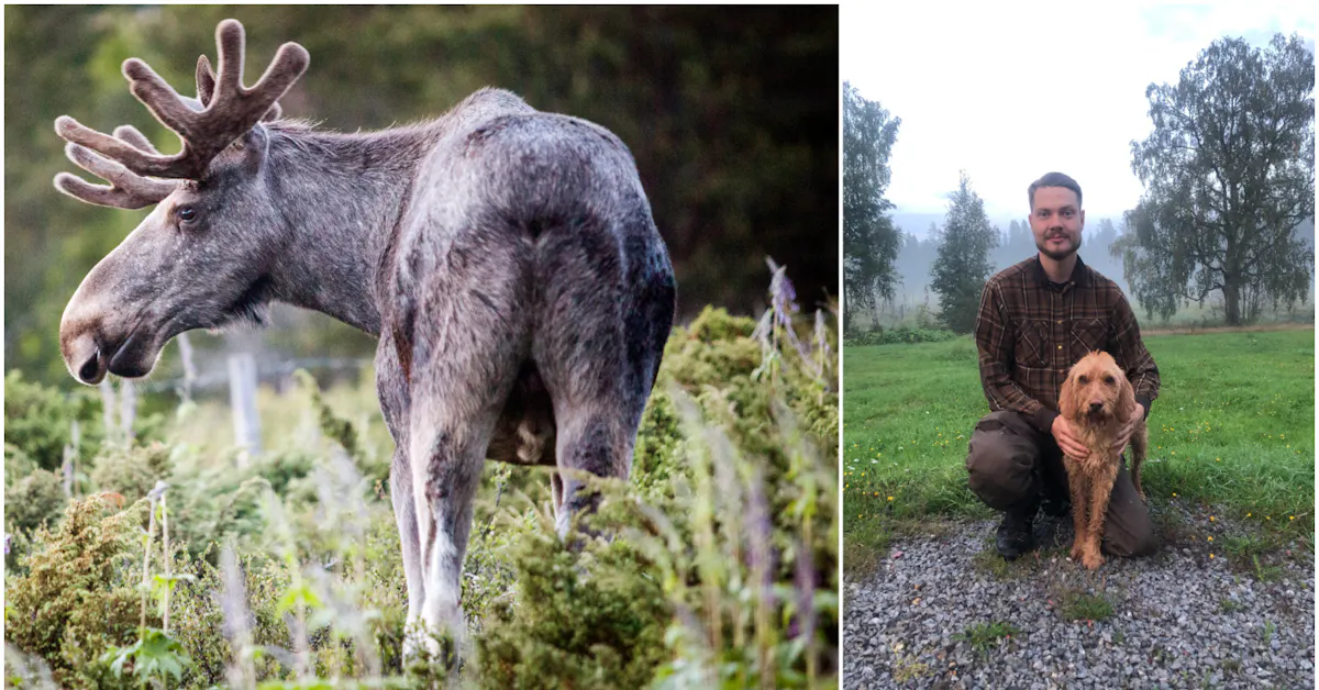 Skogens konung kan bli rödlistad: