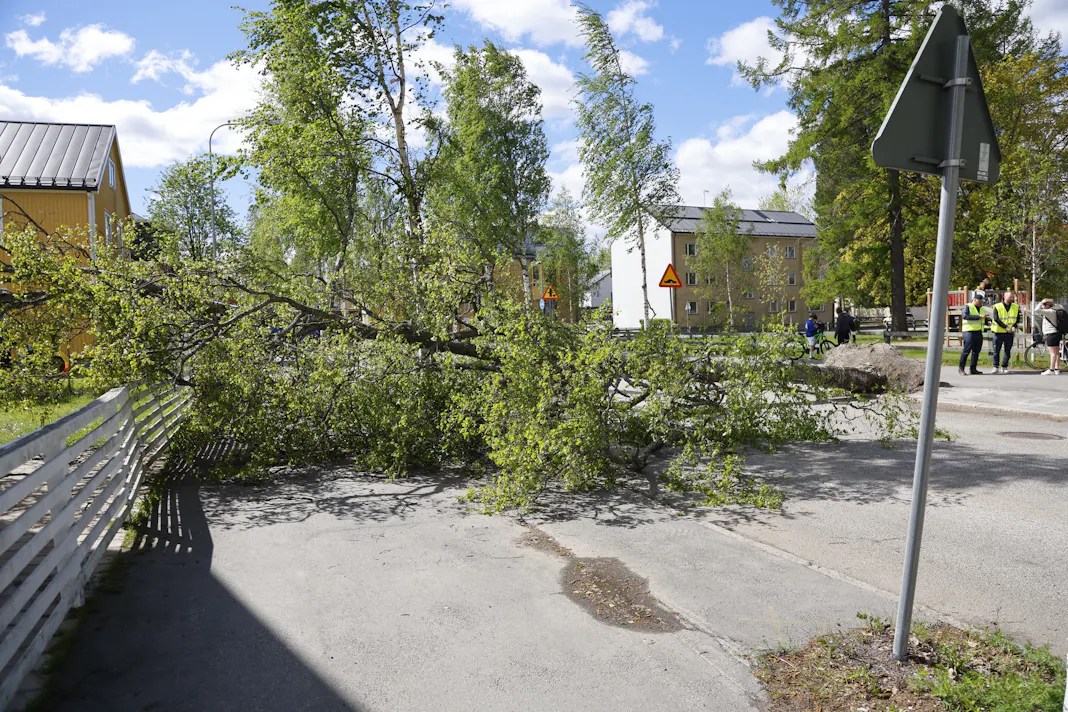 Stort träd slets upp – och blåste omkull i centrala Umeå