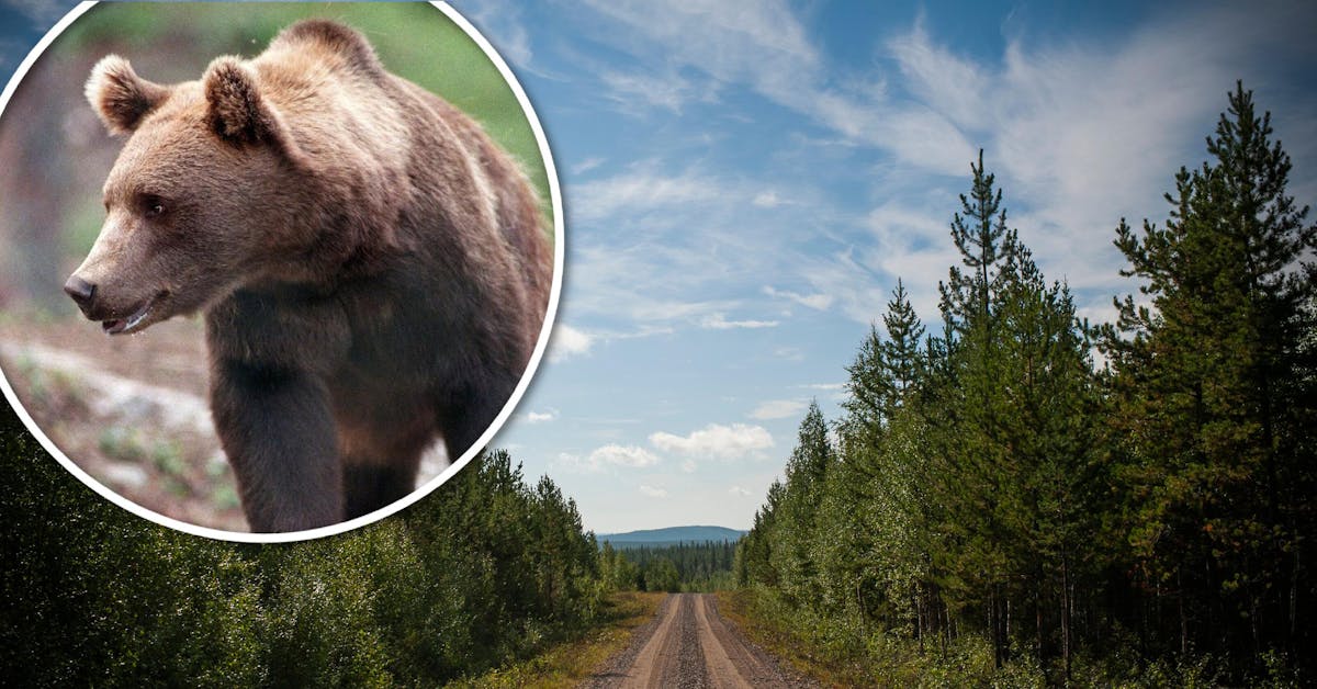 Här sköts björnen i Umeå kommun