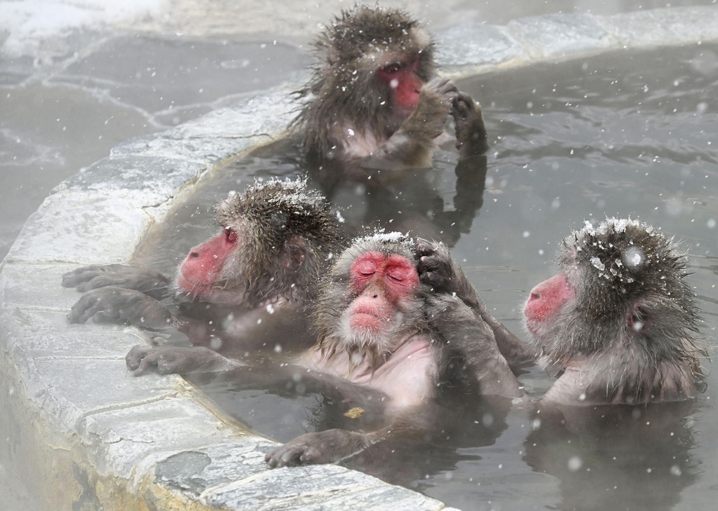 Japan Limits Tourist Numbers at the Bathing Monkeys