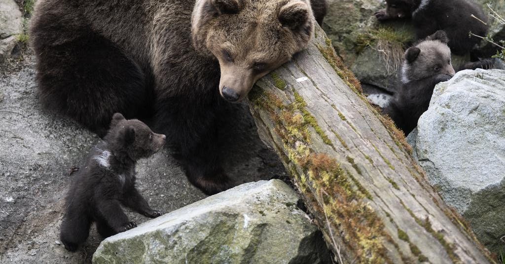 Skansens björnhona Lill-Babs är död: ”Jättetråkigt”